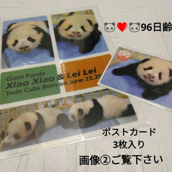 上野動物園 シャオシャオ レイレイ 96日齢クリアファイル - メルカリ