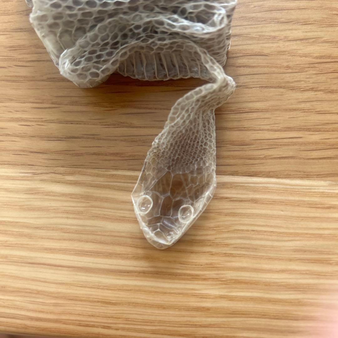 蛇の皮 約120cm