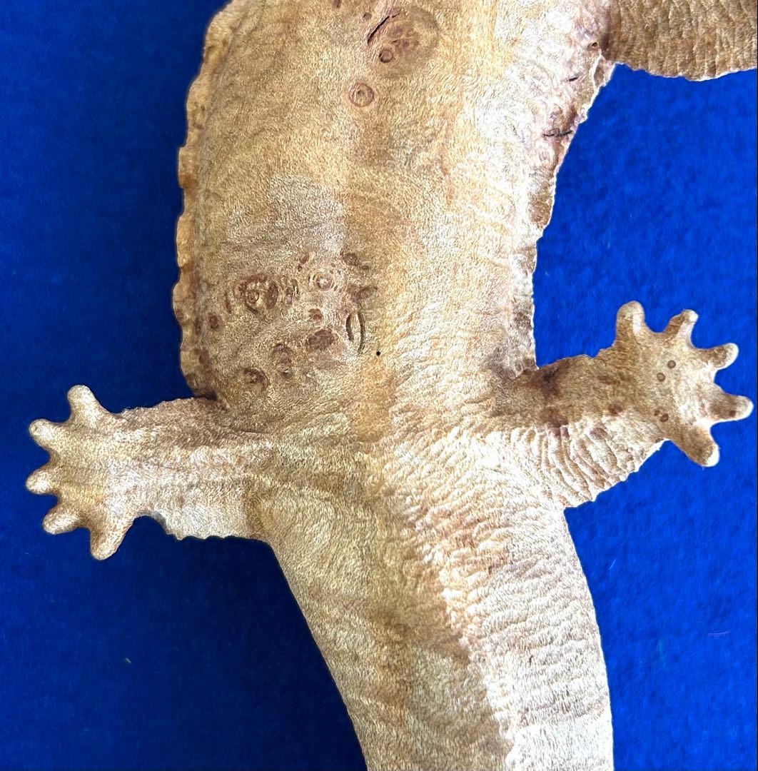 田中鱗水 メープル瘤材彫オオサンショウウオ 26cm 125.52g 神代杉台付