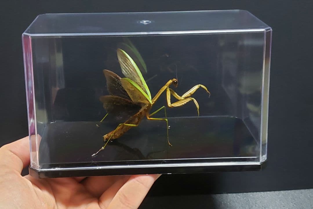 くなりみい様 専用出品 立体標本6点