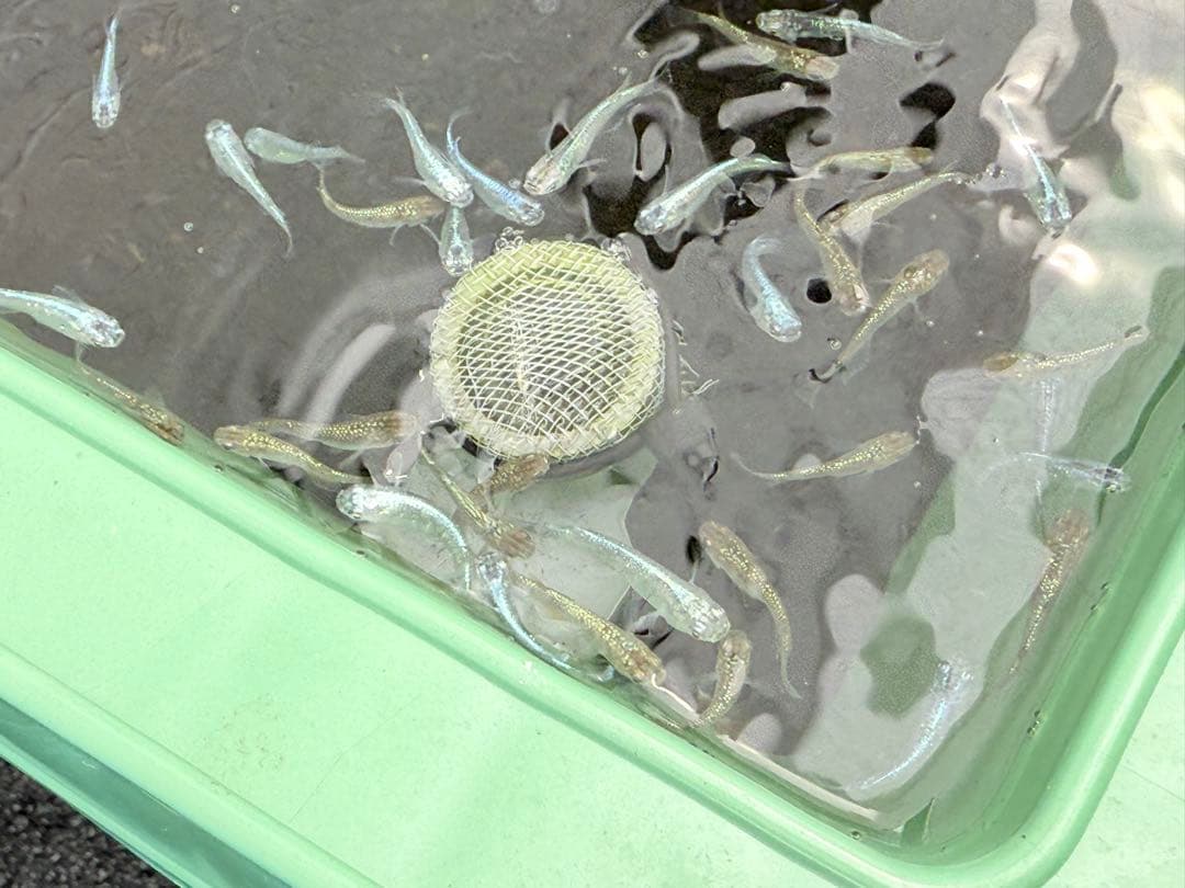 メダカ容器オーバーフロー水槽トロ舟80L 4個セットプラ舟 NVボックス