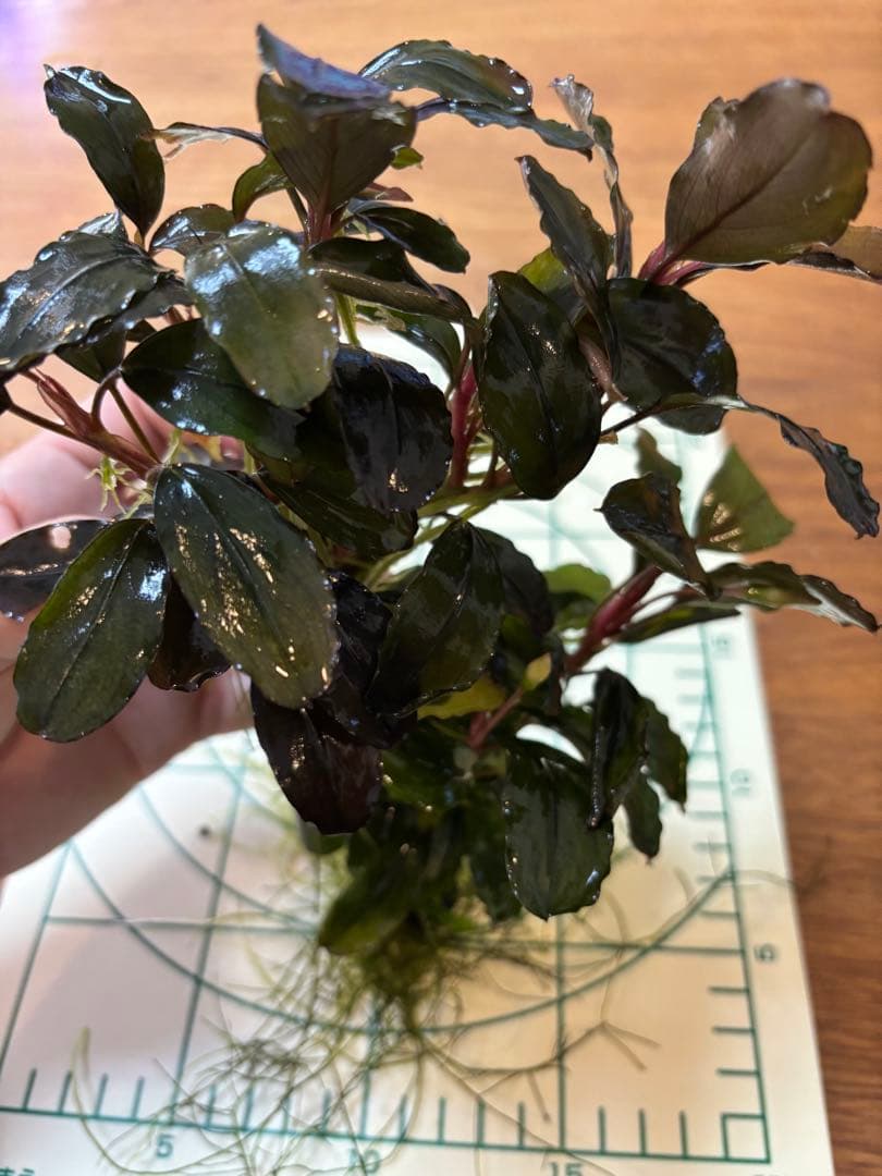 Bucephalandra sp. Blue Purple特大群生株 Bucephalandra sp. Blue Purple特大群生株｜