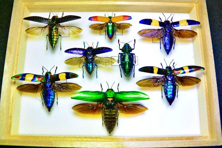 タマムシ標本セット