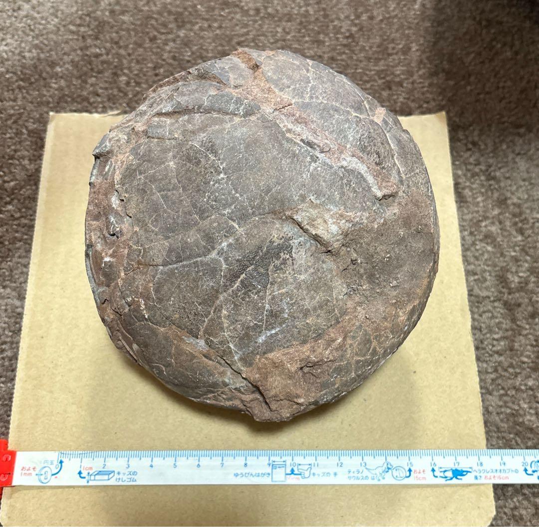 化石 恐竜 卵 ハドロサウルス 推定 化石 恐竜卵ハドロサウルス 推定 化石 恐竜 卵 ハドロサウルス 推定