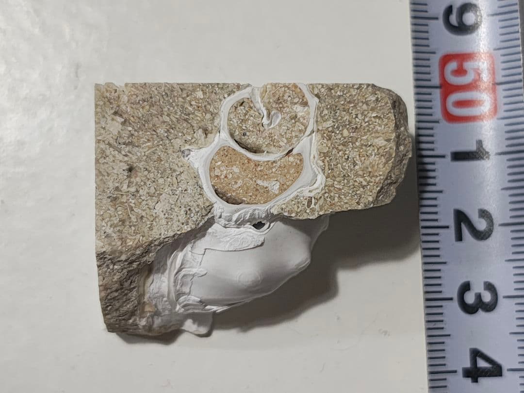 日本産 化石入り大理石(の切れ端)25個セット