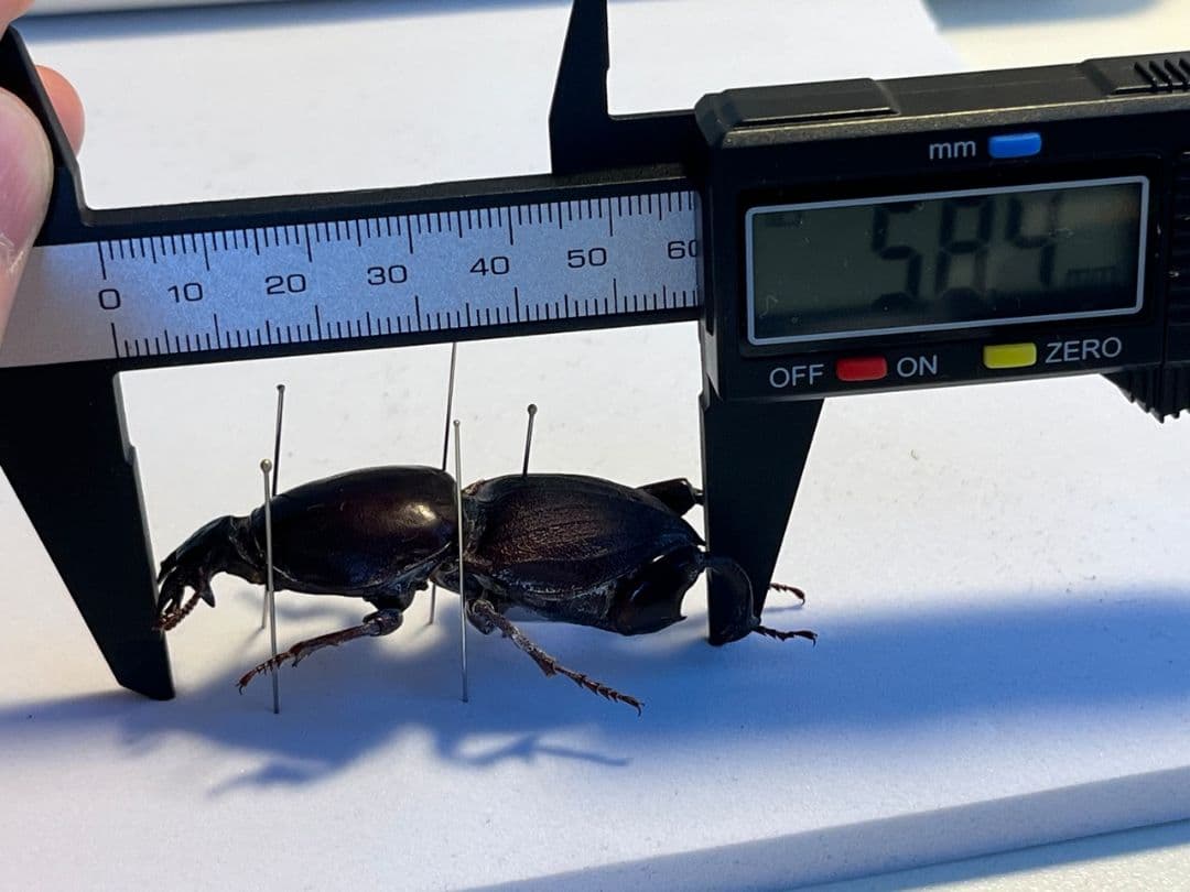 58mm】赤 ケラモドキカミキリ 大型 Hypocephalus 昆虫標本