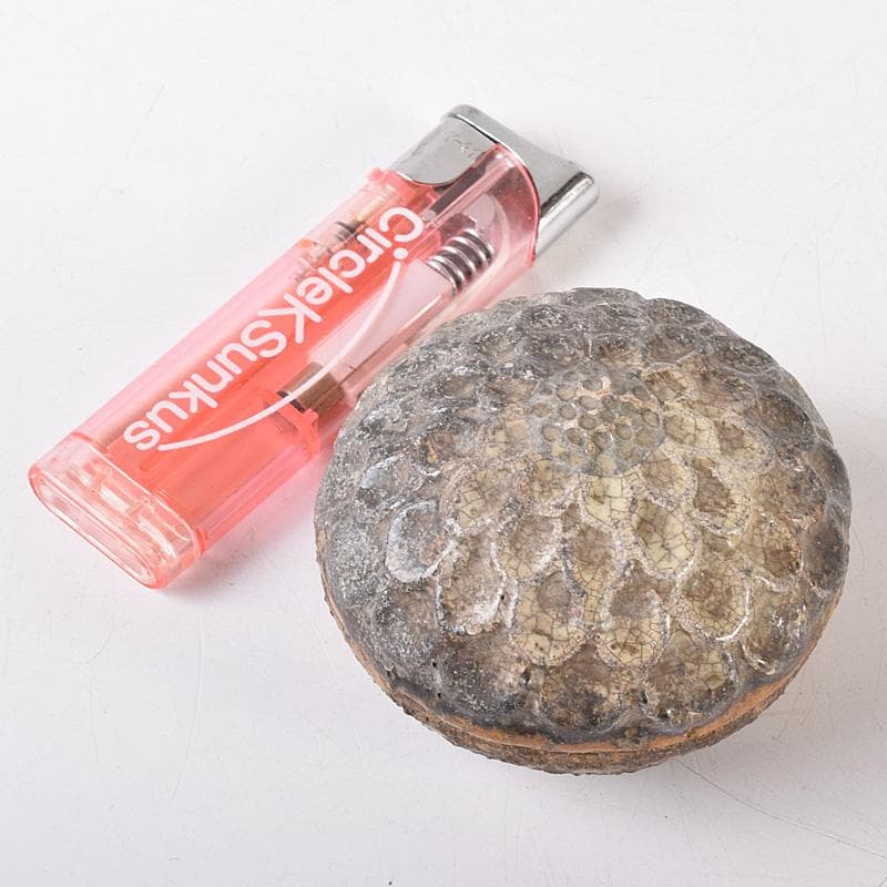 茶道具　大樋焼　菊形　香合　時代箱　N　7468