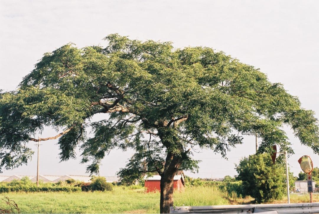 整備品】Minolta XE 作例あり