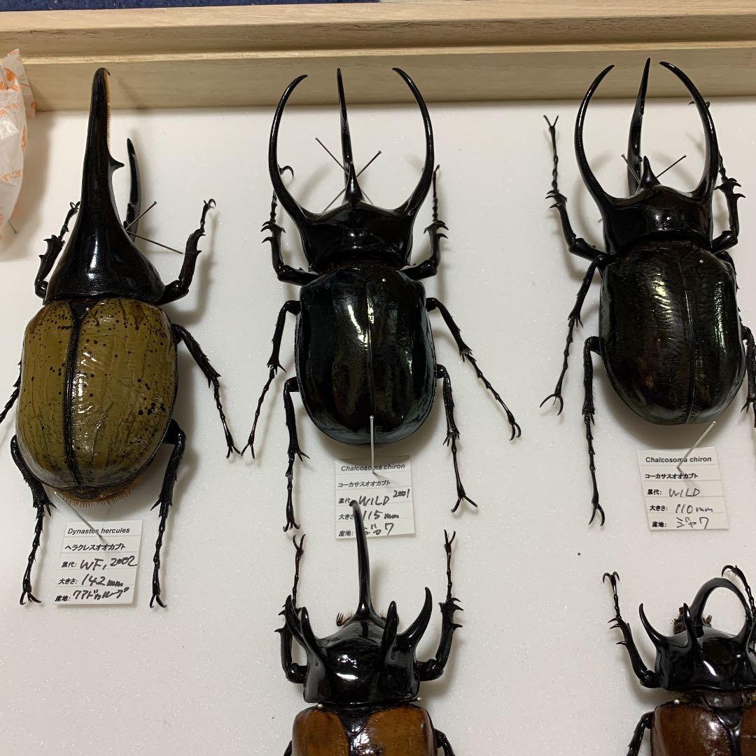 昆虫標本 コレクション ラベルあり 大幅値下げ