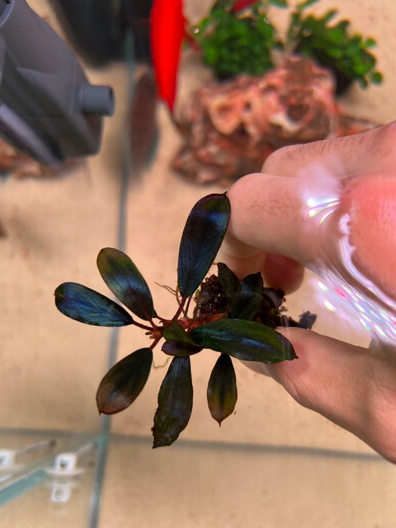 Bucephalandra VarigataPink.BlackAngel