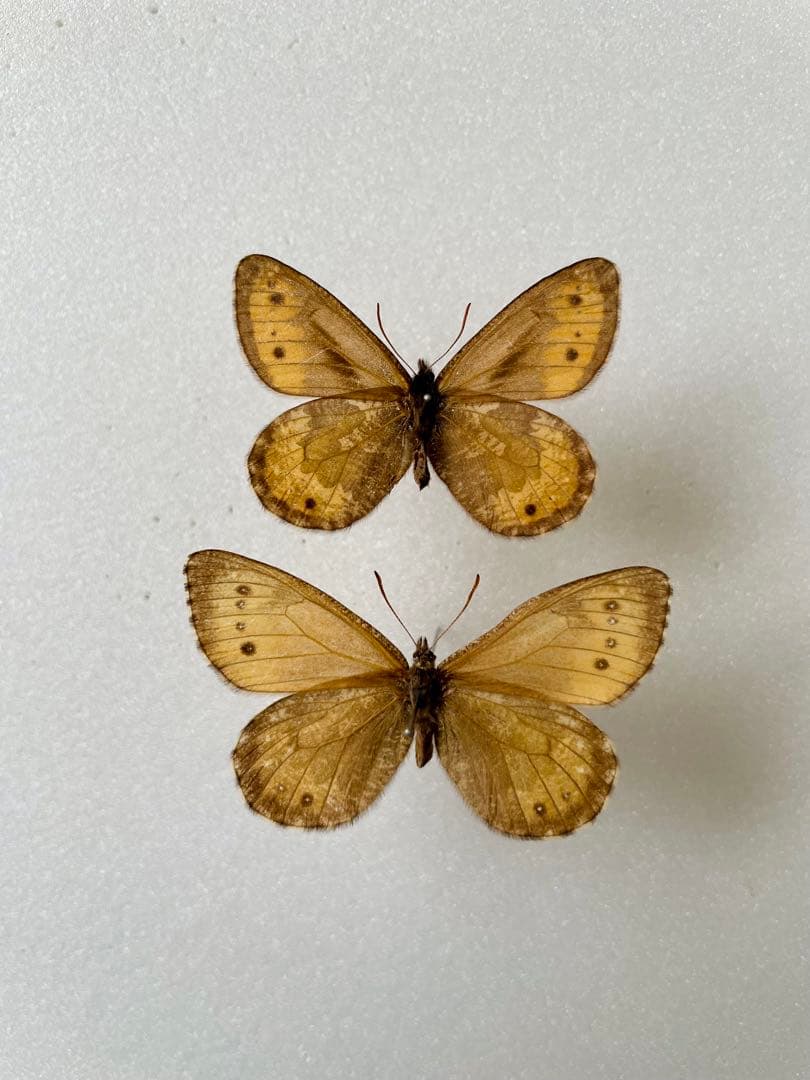 サオトメ島産 ラティカバトゥスサイカブト 63mm