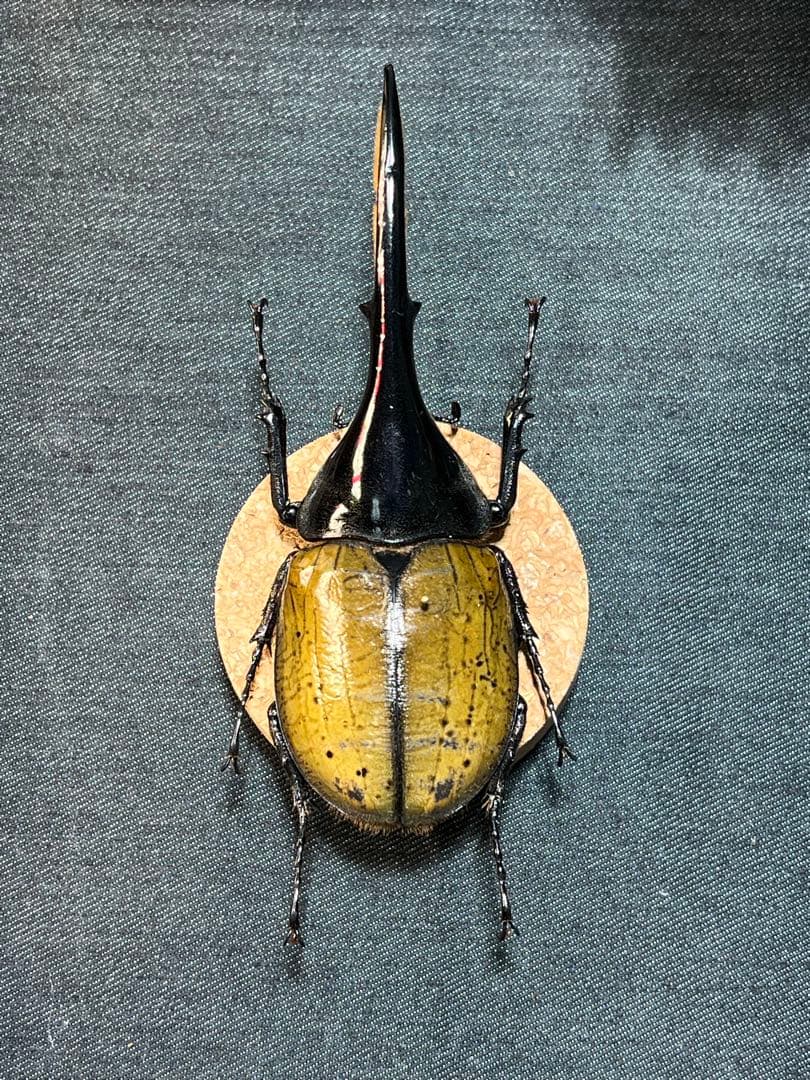 D*s様 D.hヘラクレス 大型 野外標本 D*s様 D.hヘラクレス 大型 野外標本 - メルカリ