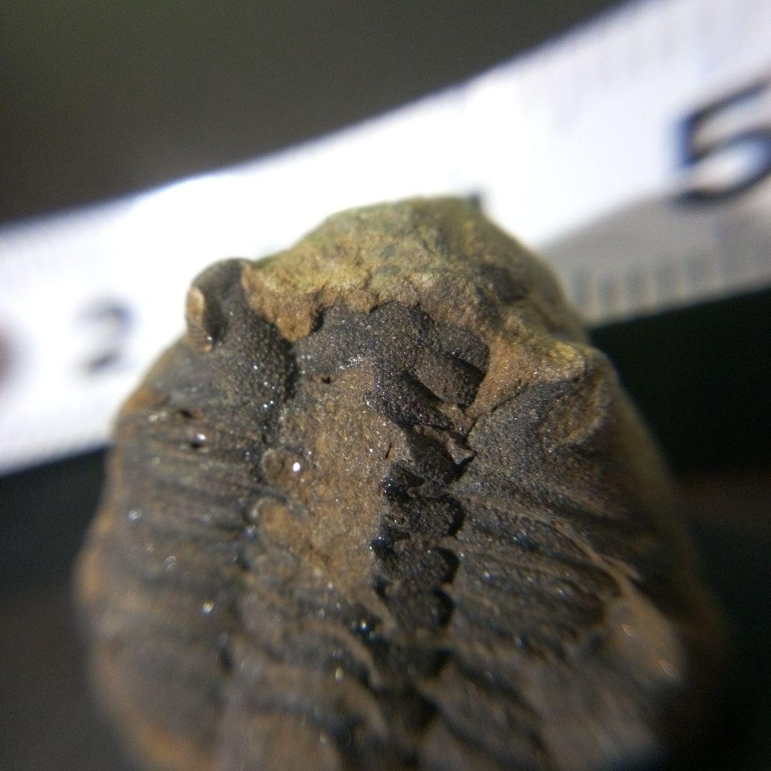 三葉虫 化石 fossil 海 ボリビア産 trilobite 海生動物網⑩ 三葉虫 化石