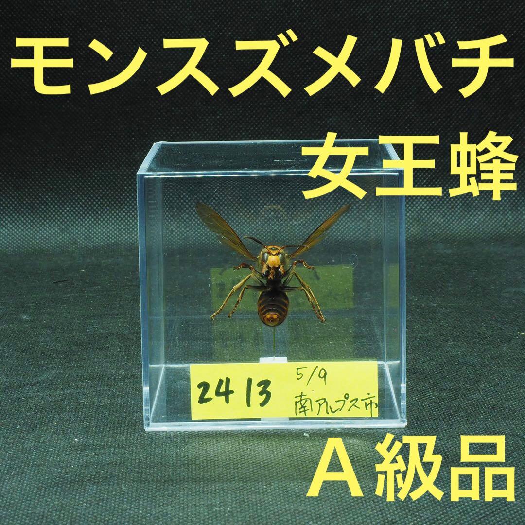 モンスズメバチ 女王蜂 立体標本2413 - メルカリ