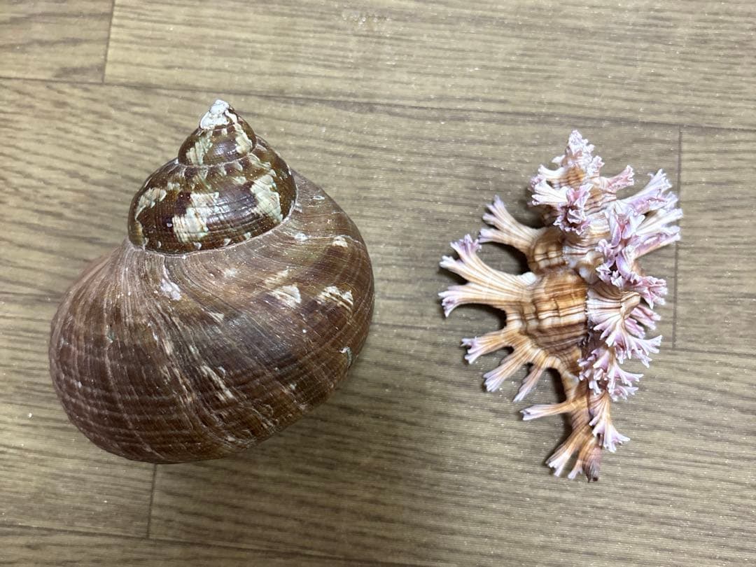 Meyo 7175様専用 貝殻10点