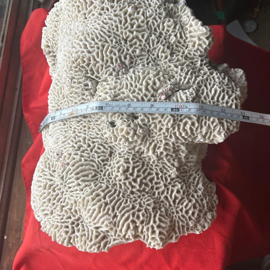 特大 飾り 珊瑚 サンゴ礁 置物 白 海水魚 水槽 レイアウト45cm 大きい