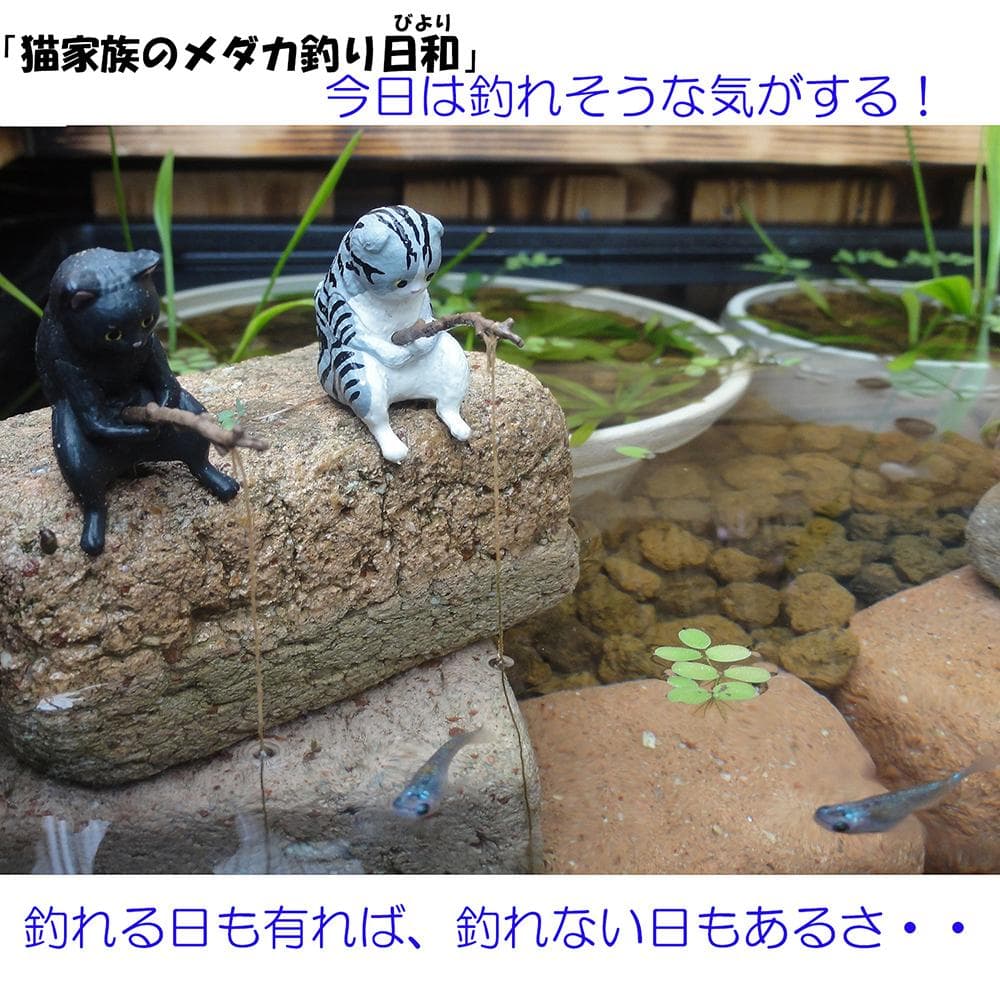 高さの有るビオトープ 80L トロ舟＆木枠セット（3D防鳥網