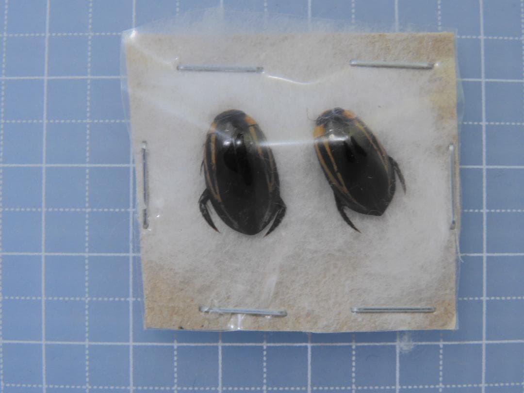 タイ産　ゲンゴロウセット　13-16mm