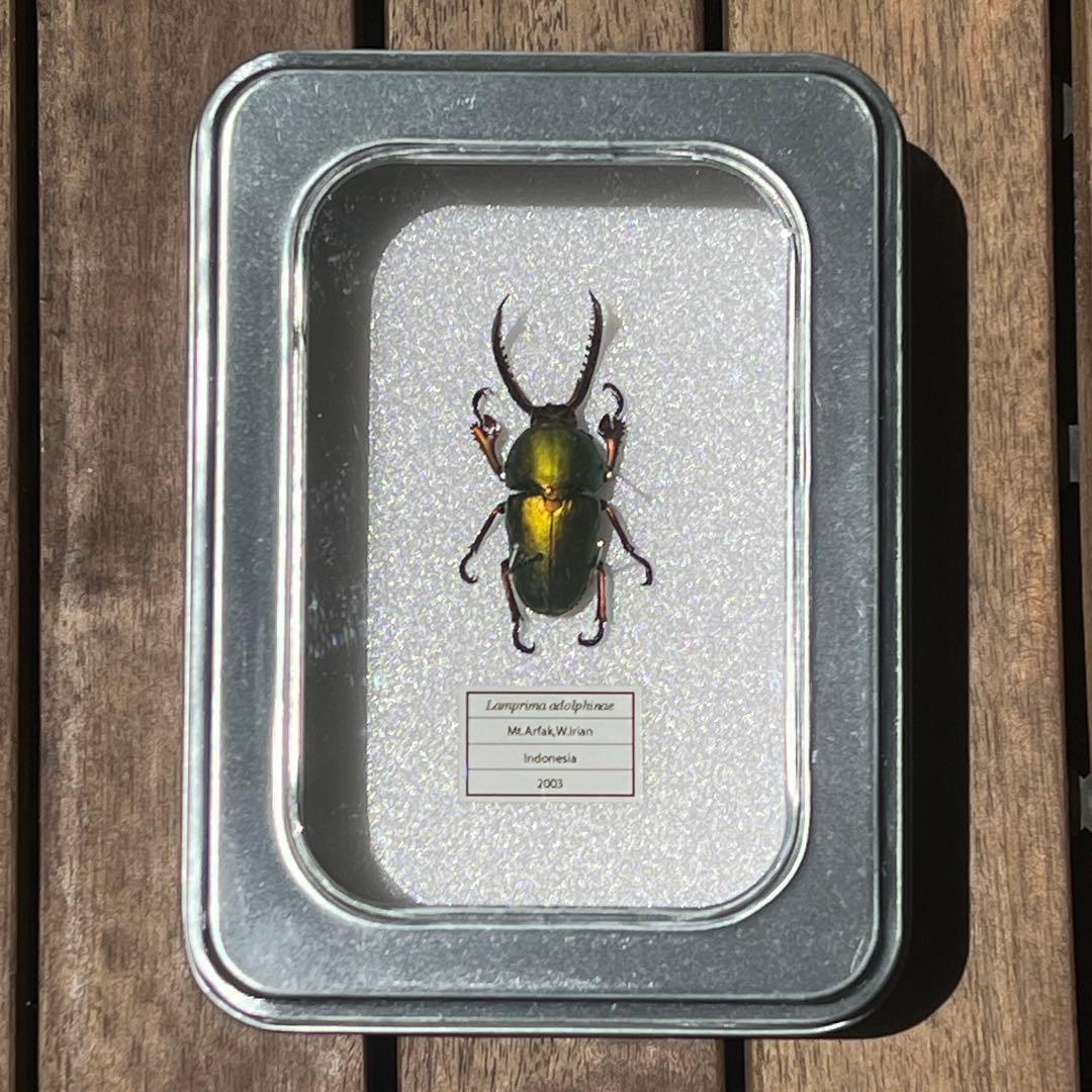 インドネシア産 クワガタ 標本