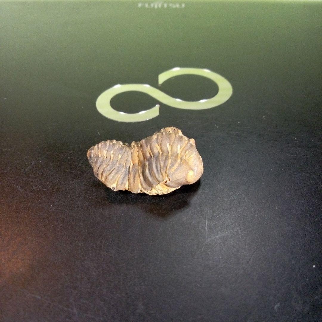 三葉虫 化石 fossil 海 ボリビア産 trilobite 海生動物判別⑫