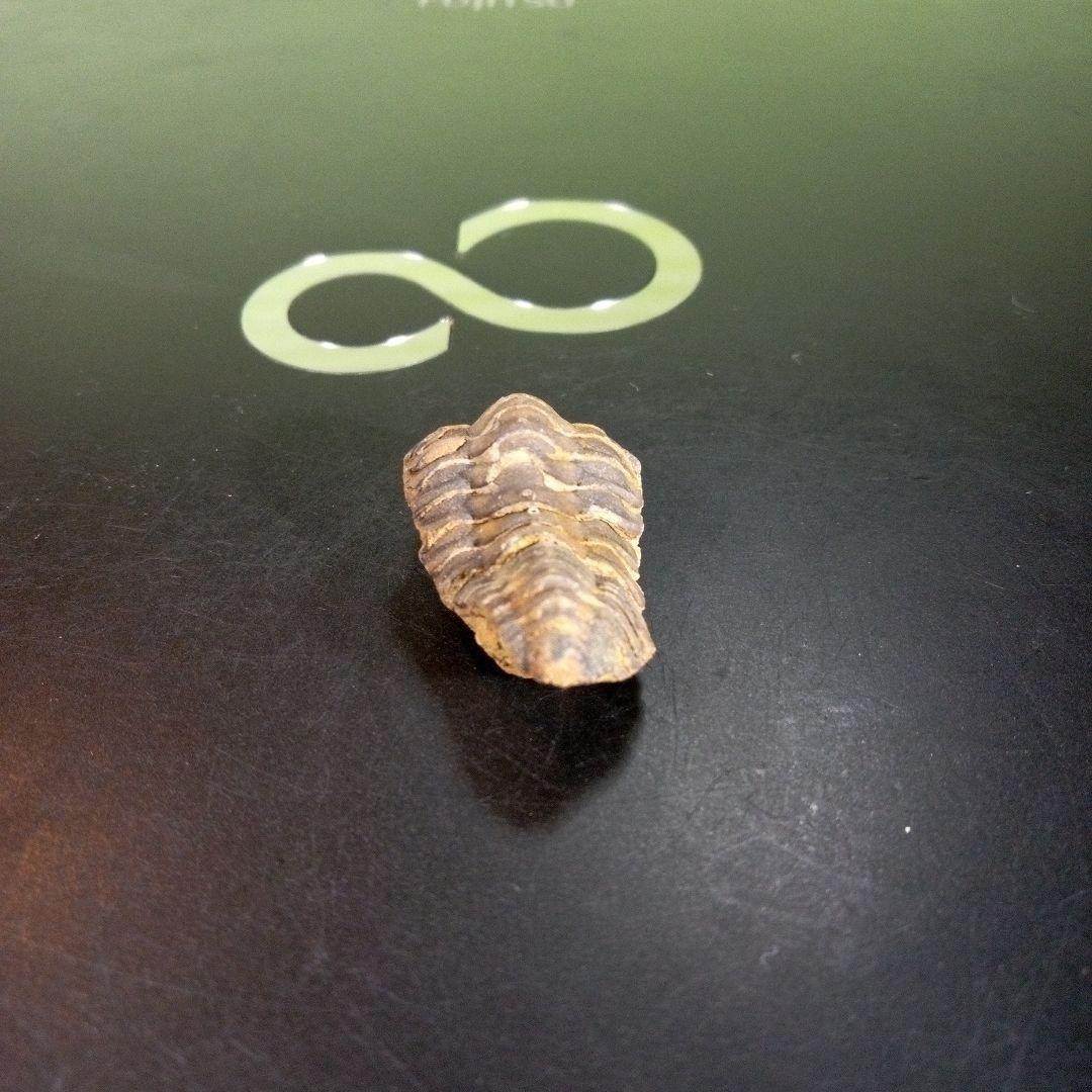 三葉虫 化石 fossil 海 ボリビア産 trilobite 海生動物判別⑫