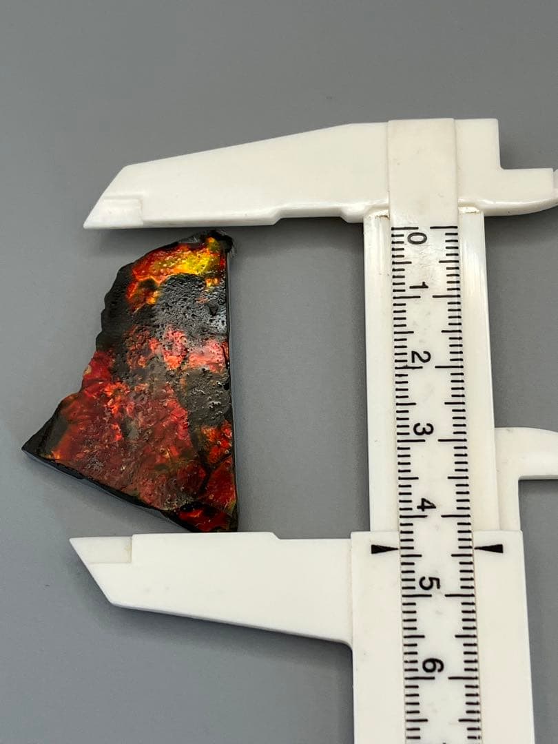 化石 原石 アンモライト アンモナイト カナダ産 幅4.4cm 箱付き