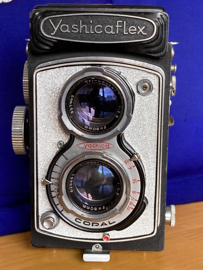 若葉が鮮やかキラキラ感 YASHICA FLEX インテリアにもどうぞ