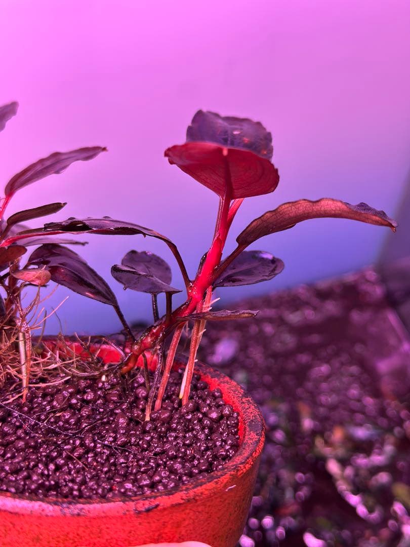 ブセファランドラ sp. Violet Blossom 水中葉 1株 - メルカリ