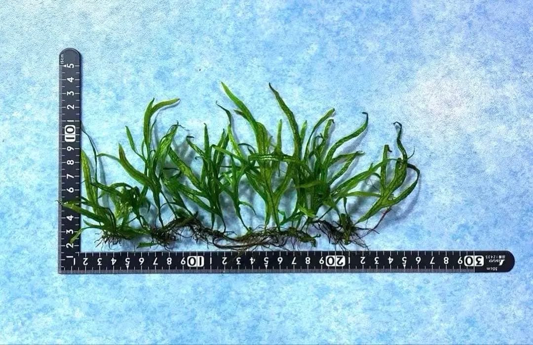 ミクロソリウムsp ”カピットウェスト”【サラワク州】（水中葉）（無