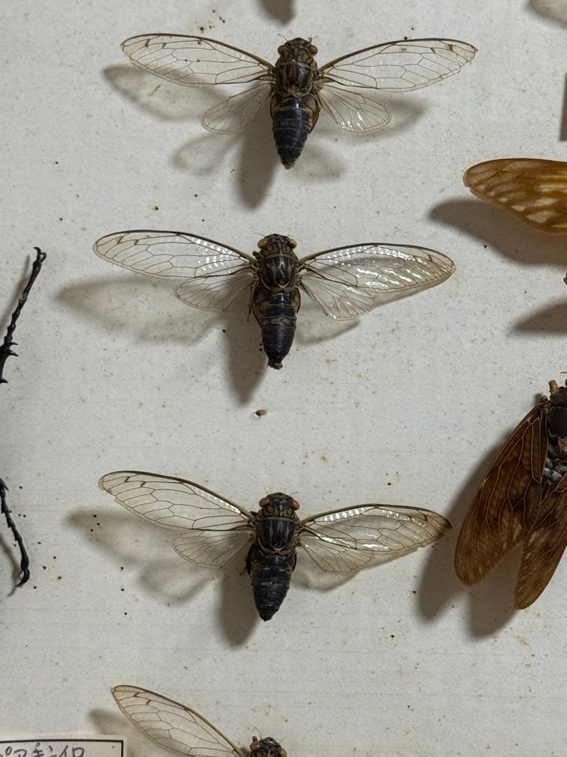 クワガタ セミ 蜻蛉など23点 昆虫標本 ケース入 送料込み250927