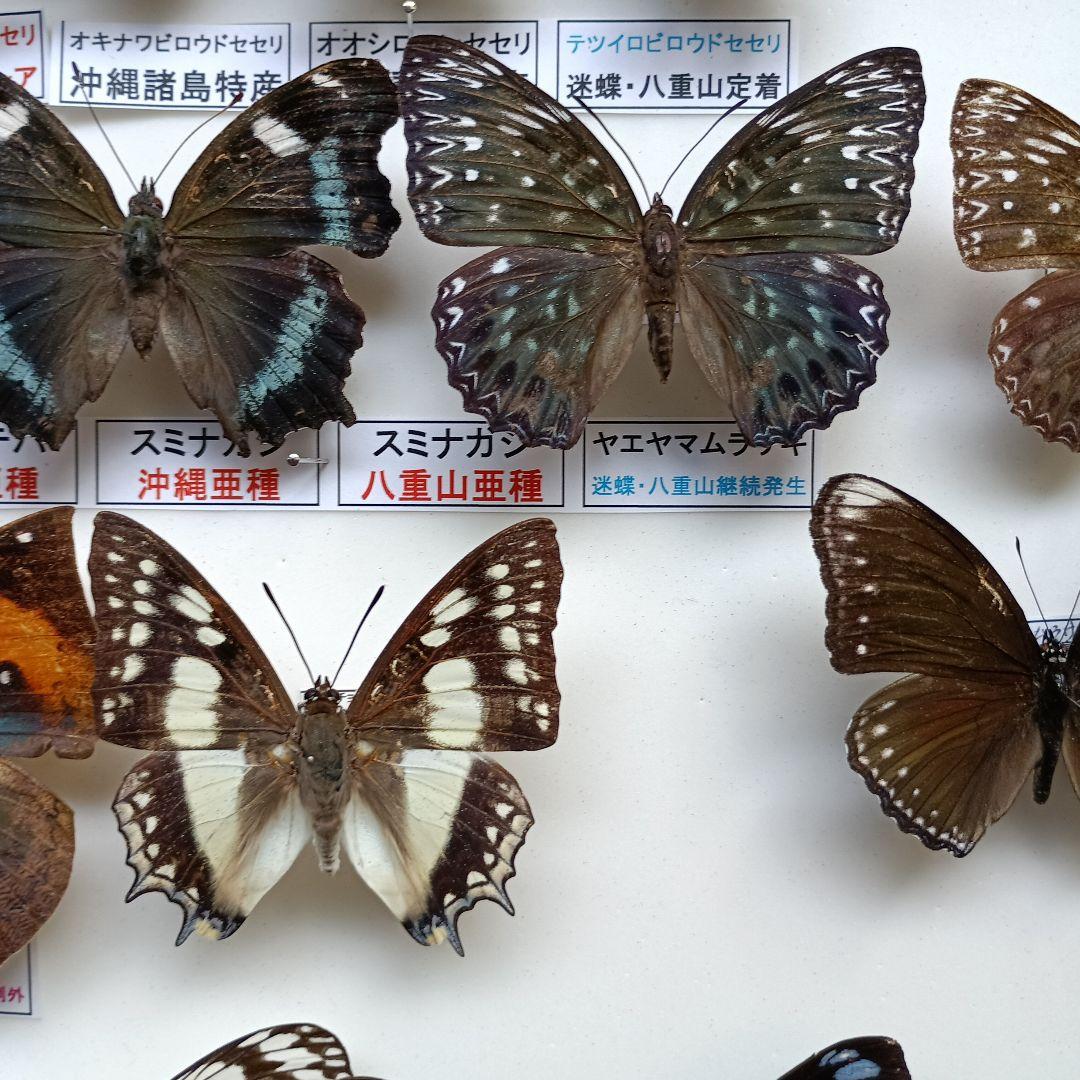蝶々色々 標本 ナルキ♂️(亜種)含む