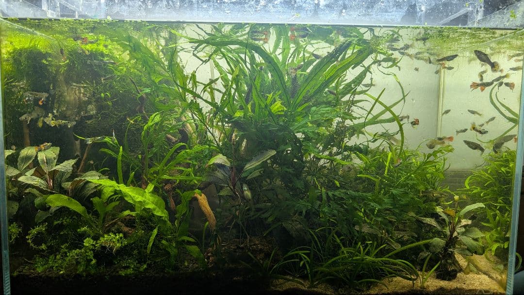 ミクロソリウム本ナロー大株とウィローモスが自然活着したADAの流木