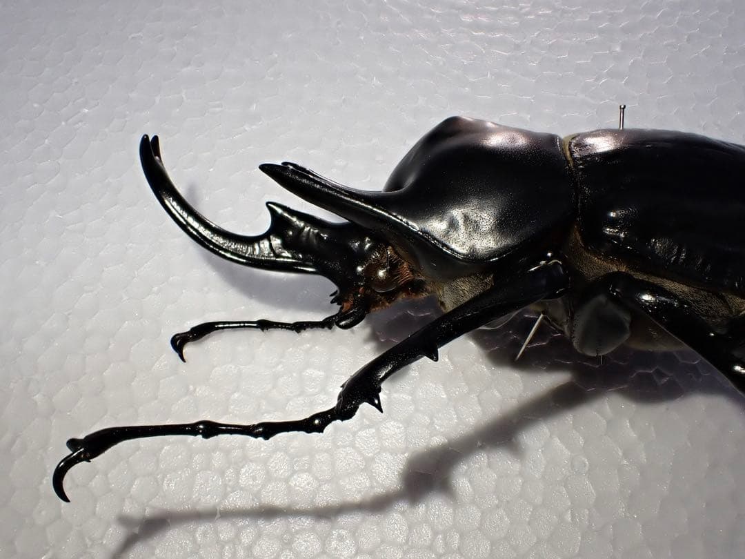 【標本】レックスゾウカブト　ペルー産　115.1ミリ　野外品