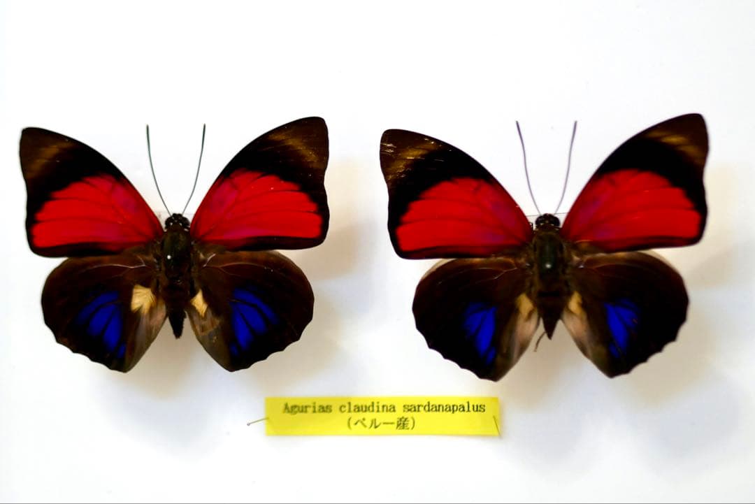 蝶標本 プレポナ アグリアス/アカルリオビタテハ/アミドンミイロタテハ