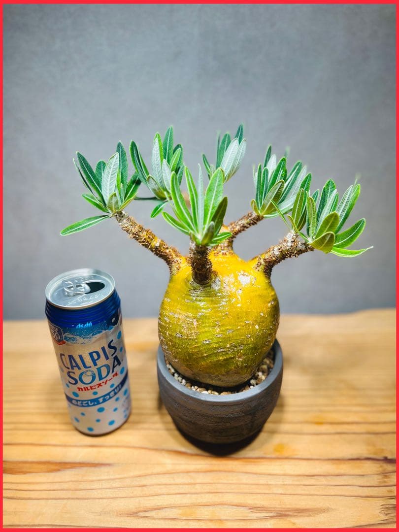 中国美術 哥釉 双耳 香炉(K-XA884) 中国美術 哥釉 双耳 香炉(K-XA884