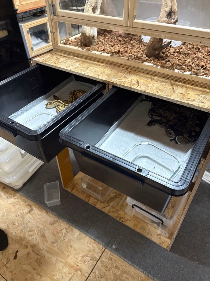 スネークラック オーダー 受付用 爬虫類 ボールパイソン ケージ
