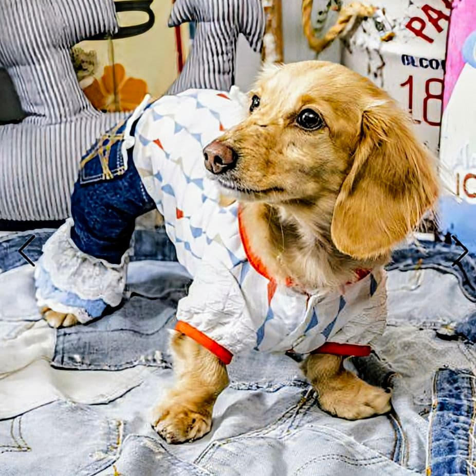 新品タグ付き レース☆デニムPT asknowasdewan アズノウアズデワ