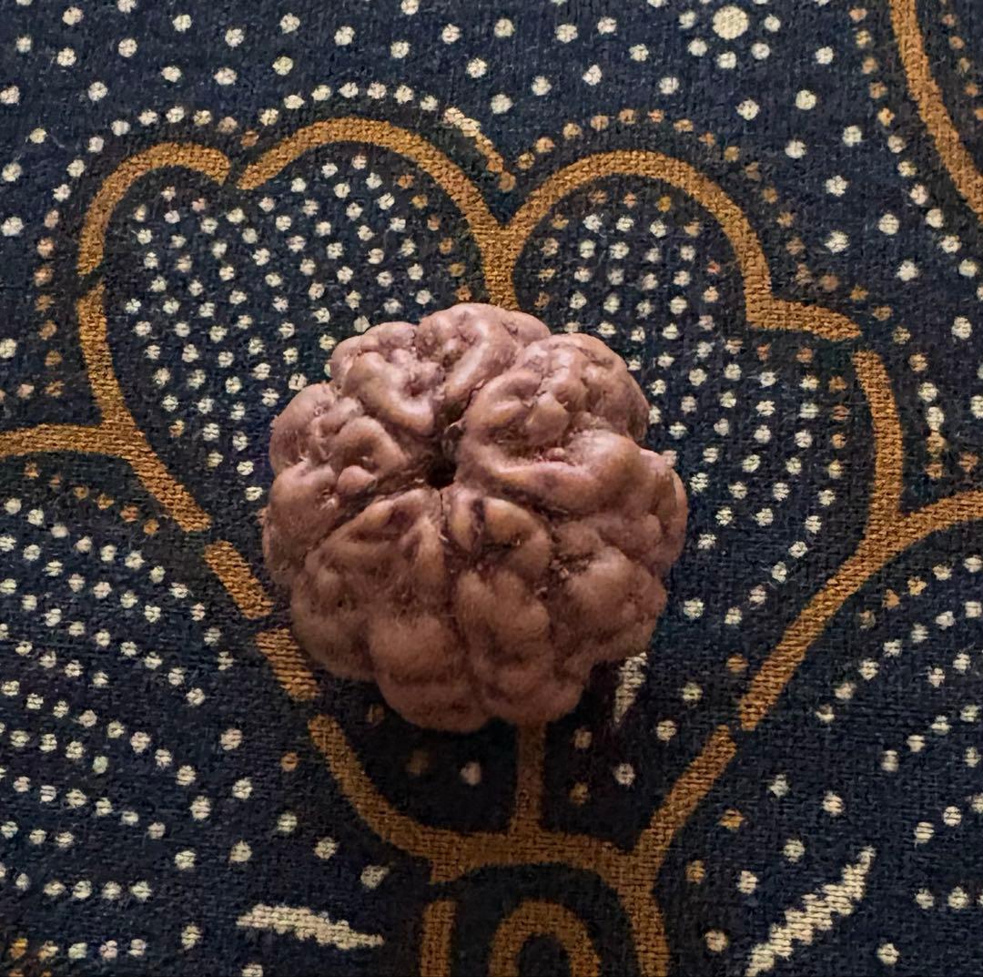 ねこりん様専用 ルドラクシャマーラー オール2ムキ