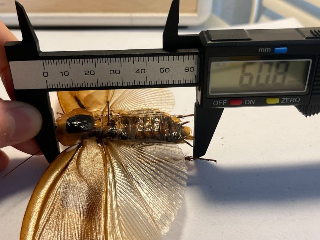 蜚開翅】ブラベルスギガンテウス ゴキブリの標本 レッドローチデュビア