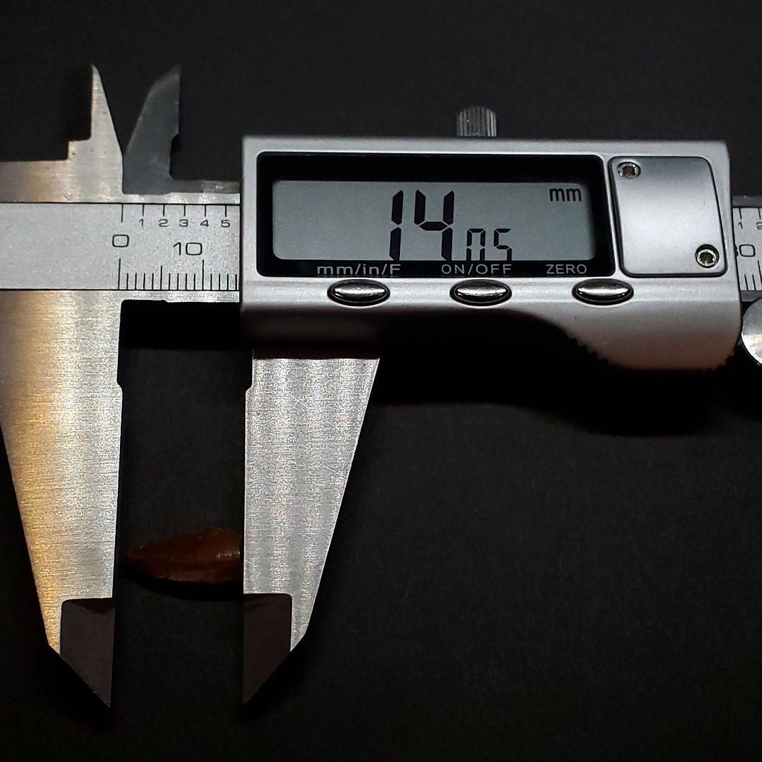 美品 ラプトル 化石 歯 恐竜 本物 ケース付き 14.05mm fra22