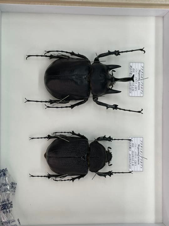 アクティオンゾウカブト標本♂♀