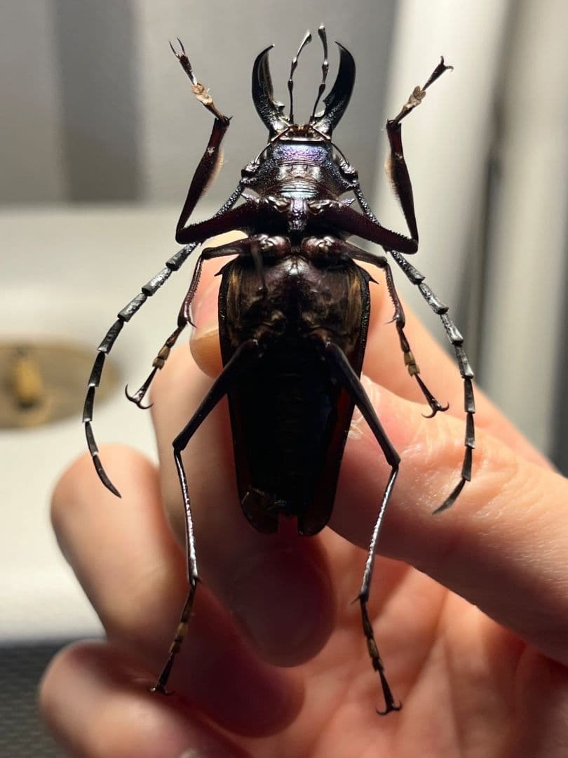 青緑黄】ルリオニカミキリ ムラサキオニノコギリカミキリ 昆虫標本