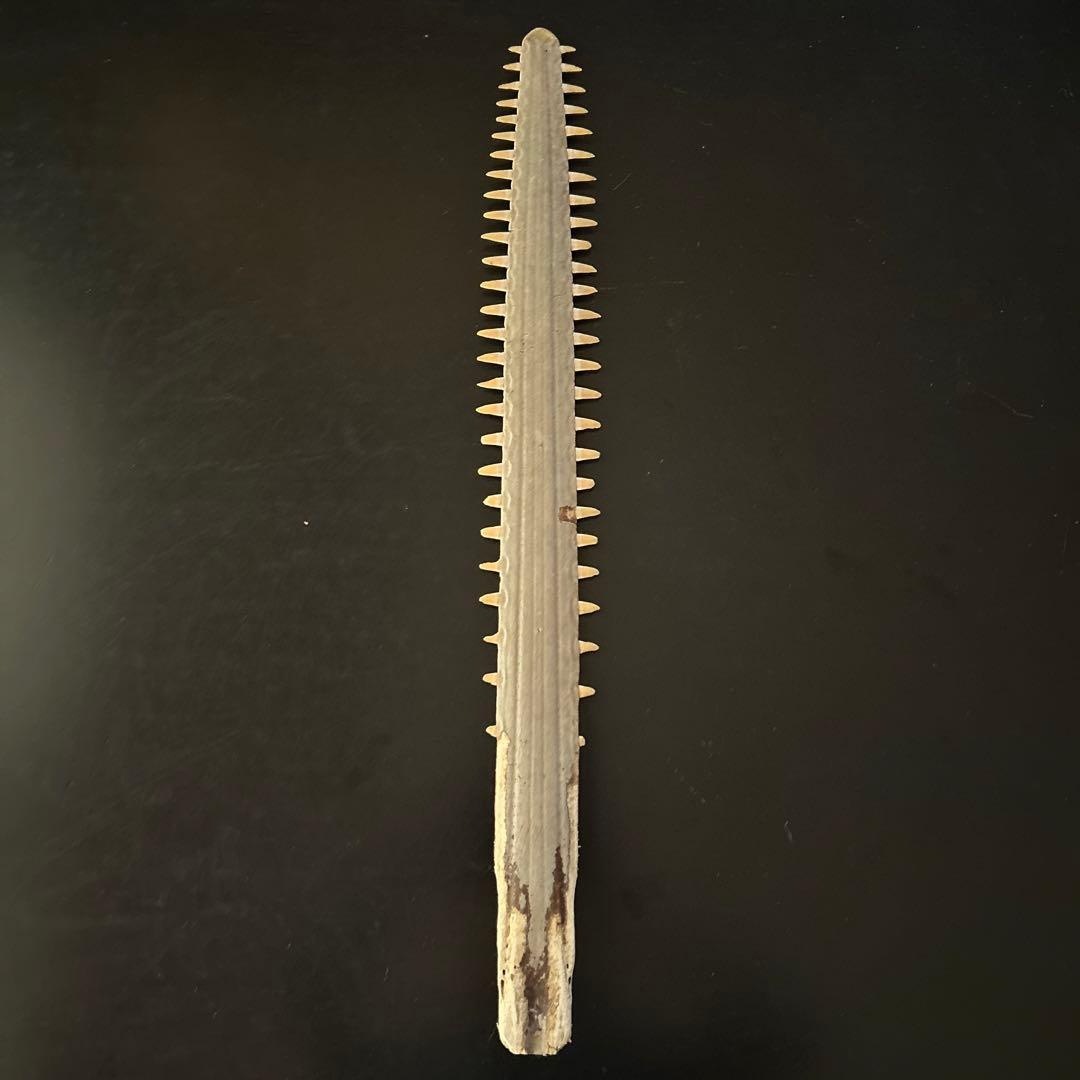 サメの顔：ノコギリザメ | ナショナル ジオグラフィック日本版サイト