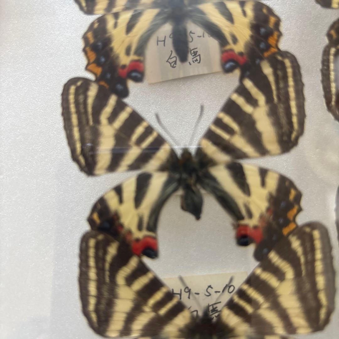 蝶の標本 木製フレーム入り