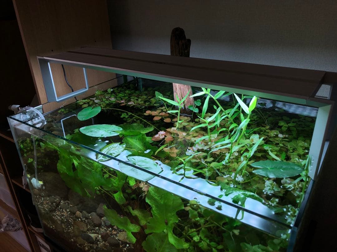 引取限定　ADA アクアスカイ RGB 60