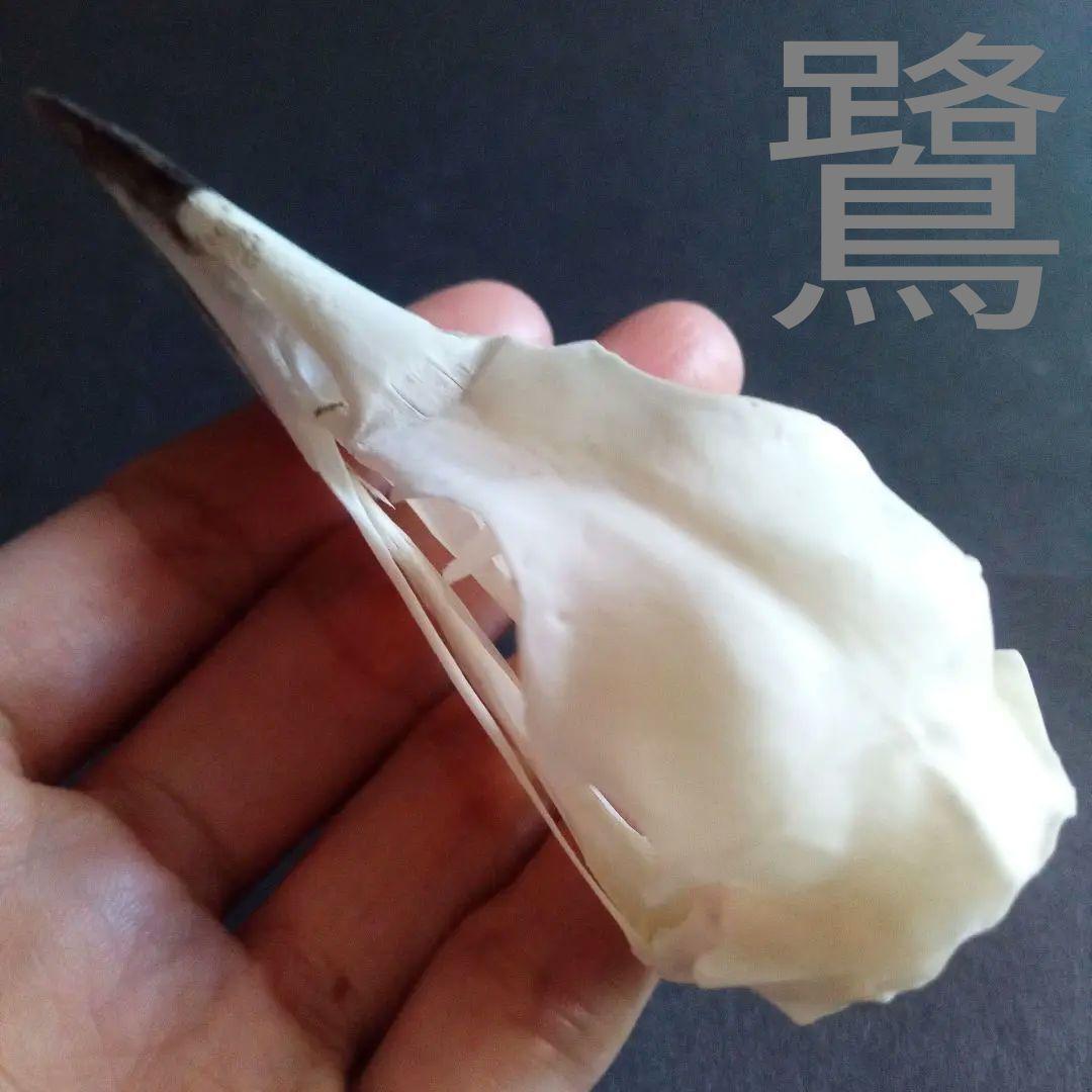 アオサギ 鷺 頭部 頭骨 スカル 極美麗標本