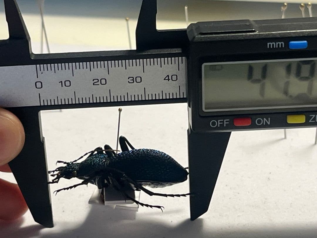 41mm】イボハダオサムシ 標本イカブリ ハンミョウ アイヌキンオサムシ