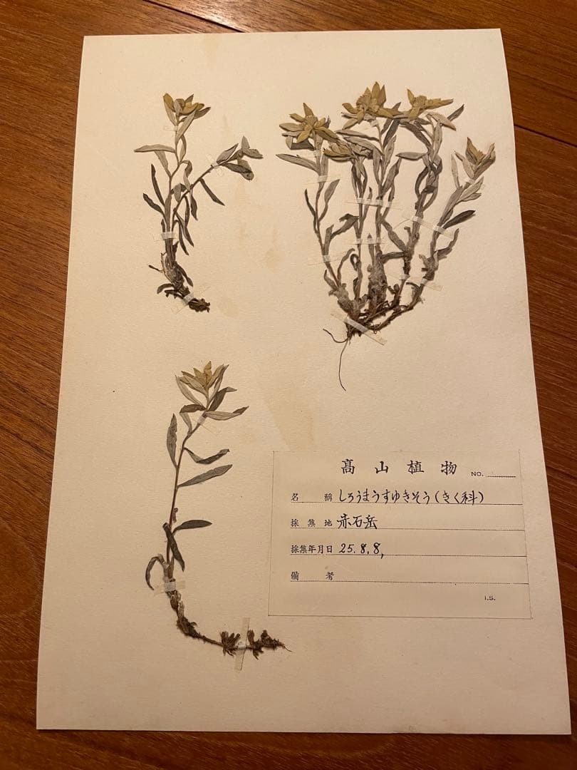 アンティーク 植物標本 高山植物 全57種