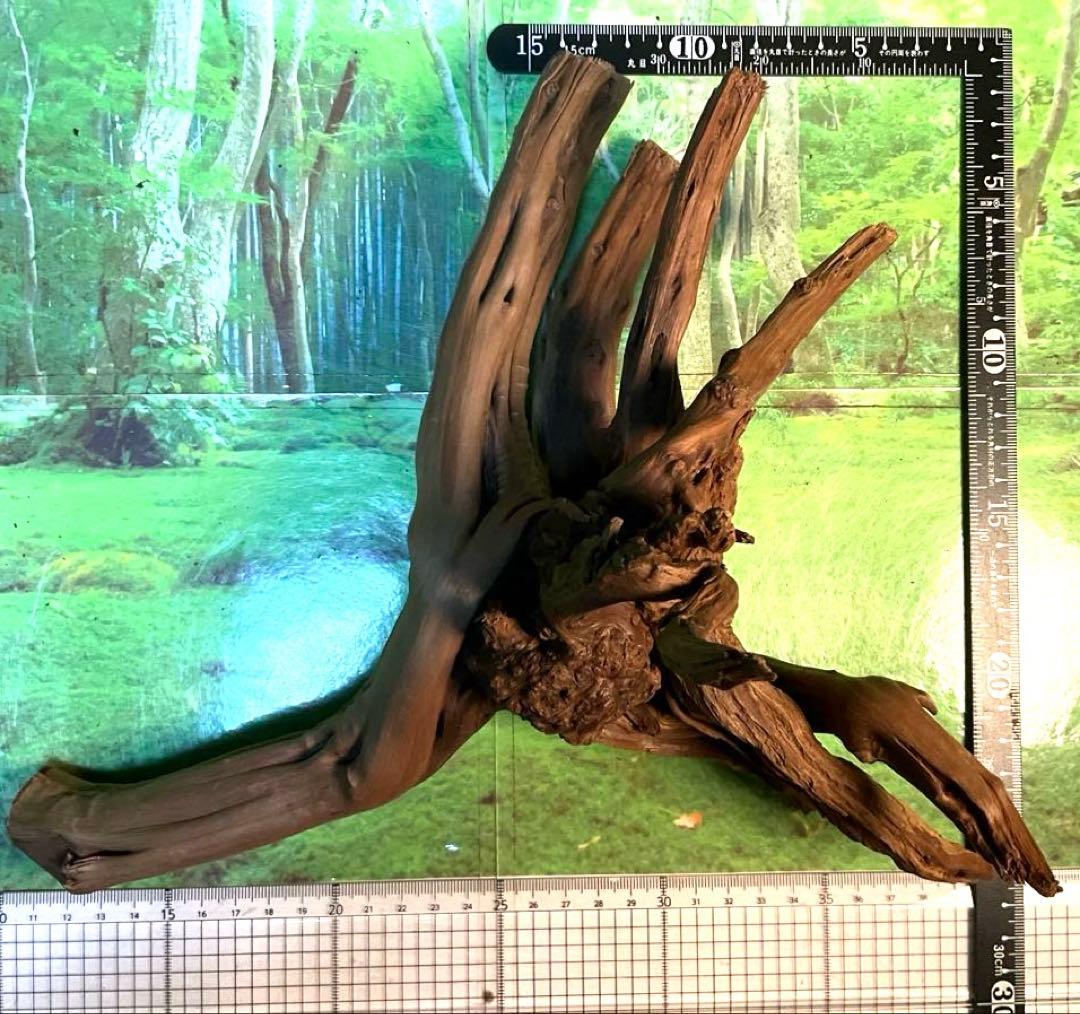 天然水槽用流木 力感あふれる太枝♪大サイズブランチウッド 煮沸沈水