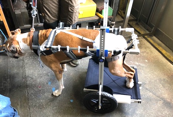 柴犬4輪 リハビリ 食事補助 犬用車椅子 介護用 犬の歩行器 ワン